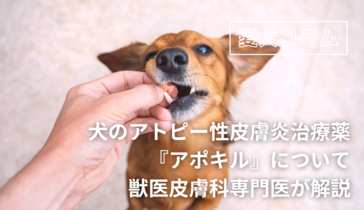 犬のアトピー性皮膚炎治療薬『アポキル』について獣医皮膚科専門医が解説