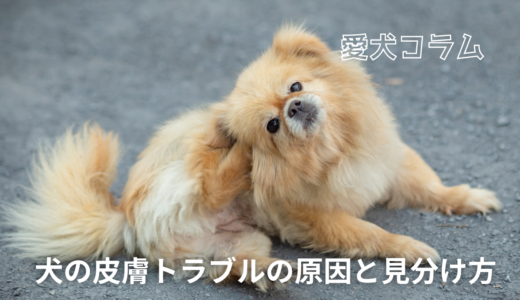 犬の皮膚トラブルの原因と見分け方