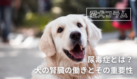 尿毒症とは？犬の腎臓の働きとその重要性