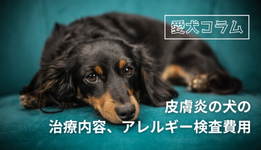 皮膚炎の犬の治療内容、アレルギー検査費用