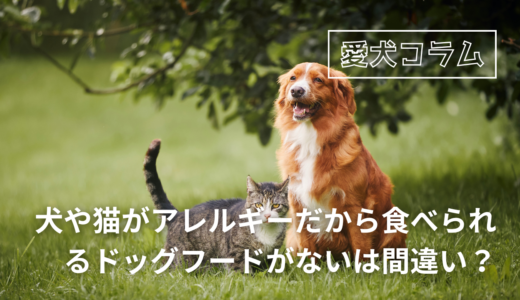 犬や猫がアレルギーだから食べられるドッグフードがないは間違い？