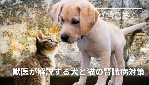 獣医が解説する犬と猫の腎臓病対策