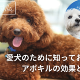 愛犬のために知っておきたいアポキルの効果と副作用