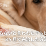 治らないと言われたアトピー犬が3ヶ月で完治した方法とは？